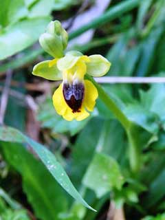 Ophrys lutea Yellow Bee Orchid Ophrys lutea Yellow Bee Orchid