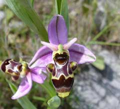 Ophrys_scolopax Woodcock Orchid