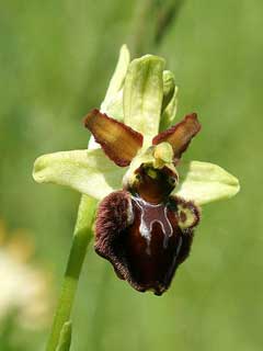 Ophrys_sphegodes Early Spider Orchid