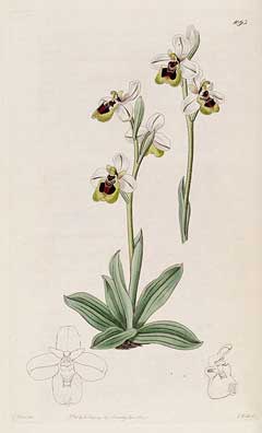 Ophrys tenthredinifera Sawfly Orchid Ophrys tenthredinifera Sawfly Orchid