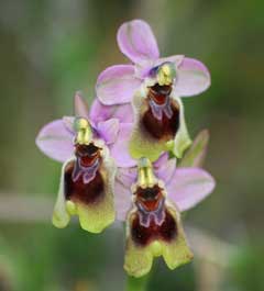 Ophrys tenthredinifera Sawfly Orchid Ophrys tenthredinifera Sawfly Orchid