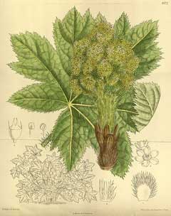 Oplopanax horridus Devil Oplopanax horridus Devil