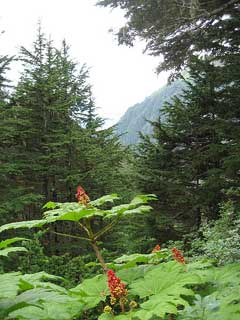 Oplopanax horridus Devil Oplopanax horridus Devil