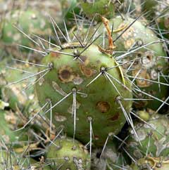 Opuntia fragilis Prickly Pear, Brittle pricklypear Opuntia fragilis Prickly Pear, Brittle pricklypear