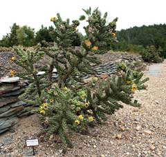 Opuntia imbricata Tree Chola Opuntia imbricata Tree Chola