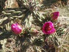 Opuntia imbricata Tree Chola Opuntia imbricata Tree Chola