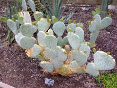 Opuntia macrorhiza Twist-Spine Prickly Pear Opuntia macrorhiza Twist-Spine Prickly Pear