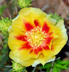 Opuntia macrorhiza Twist-Spine Prickly Pear Opuntia macrorhiza Twist-Spine Prickly Pear