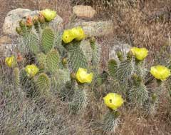 Opuntia polyacantha Plains Prickly Pear, El Paso pricklypear, Grizzlybear pricklypear, Navajo Bridge pricklypear, Hairsp Opuntia polyacantha Plains Prickly Pear, El Paso pricklypear, Grizzlybear pricklypear, Navajo Bridge pricklypear, Hairsp