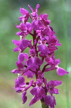 Orchis_mascula Early Purple Orchis