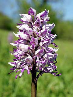 Orchis militaris Military Orchis Orchis militaris Military Orchis