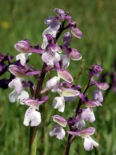 Orchis morio Green-Winged Orchid, Green-winged orchid