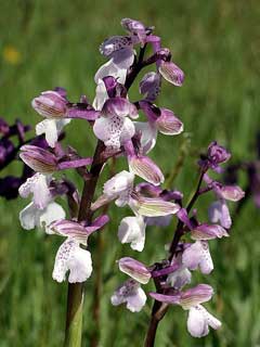 Orchis morio Green-Winged Orchid, Green-winged orchid Orchis morio Green-Winged Orchid, Green-winged orchid