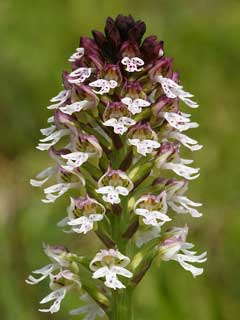 Orchis ustulata Dark-Winged Orchis