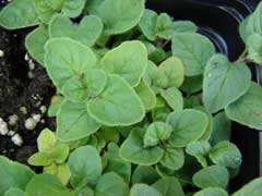 Origanum x majoricum Hardy Marjoram Origanum x majoricum Hardy Marjoram
