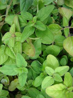 Origanum x majoricum Hardy Marjoram Origanum x majoricum Hardy Marjoram