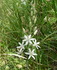 Ornithogalum narbonense Star Of Bethlehem Ornithogalum narbonense Star Of Bethlehem