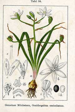 Ornithogalum umbellatum Star Of Bethlehem, Dove Ornithogalum umbellatum Star Of Bethlehem, Dove