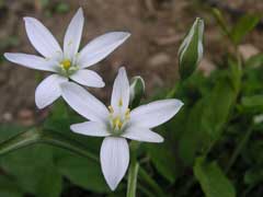 Ornithogalum umbellatum Star Of Bethlehem, Dove Ornithogalum umbellatum Star Of Bethlehem, Dove