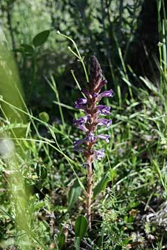 Orobanche cernua Nodding broomrape Orobanche cernua Nodding broomrape