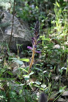Orobanche cernua Nodding broomrape Orobanche cernua Nodding broomrape