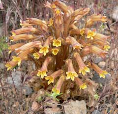 Orobanche fasciculata Cancer Root, Clustered broomrape Orobanche fasciculata Cancer Root, Clustered broomrape