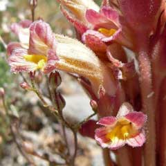 Orobanche fasciculata Cancer Root, Clustered broomrape Orobanche fasciculata Cancer Root, Clustered broomrape