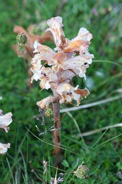 Orobanche minor Lesser Broomrape, Hellroot Orobanche minor Lesser Broomrape, Hellroot