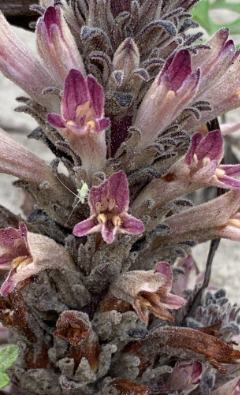 Orobanche ludoviciana Broomrape, Louisiana broomrape Orobanche ludoviciana Broomrape, Louisiana broomrape
