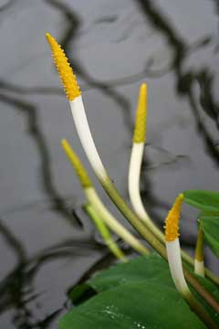 Orontium aquaticum Golden Club