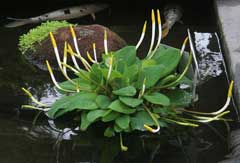 Orontium aquaticum Golden Club