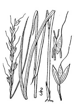 Oryzopsis asperifolia Mountain Rice, Roughleaf ricegrass
