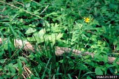 Oryzopsis asperifolia Mountain Rice, Roughleaf ricegrass