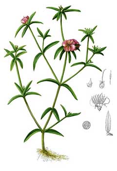 Osbeckia chinensis Osbeckia chinensis