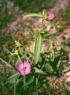 Osbeckia chinensis Osbeckia chinensis
