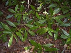 Osmanthus americana Osmanthus americana