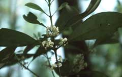 Osmanthus americana Osmanthus americana