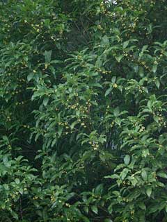 Osmanthus fragrans Fragrant Olive Osmanthus fragrans Fragrant Olive