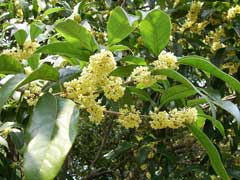 Osmanthus fragrans Fragrant Olive Osmanthus fragrans Fragrant Olive