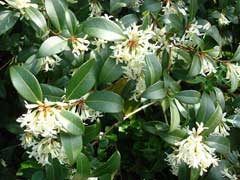 Osmanthus x burkwoodii Burkwood osmanthus Osmanthus x burkwoodii Burkwood osmanthus