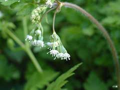 Osmorhiza aristata Osmorhiza aristata