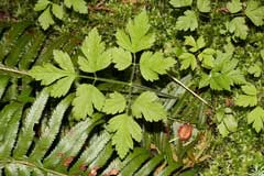 Osmorhiza chilensis Osmorhiza chilensis