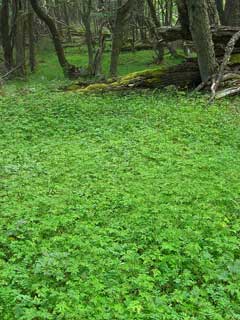 Osmorhiza chilensis Osmorhiza chilensis