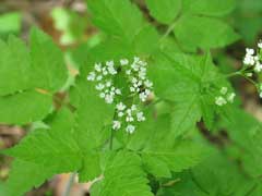 Osmorhiza claytonii Woolly Sweet-Cicely, Clayton Osmorhiza claytonii Woolly Sweet-Cicely, Clayton