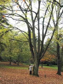 Ostrya carpinifolia Hop Hornbeam Ostrya carpinifolia Hop Hornbeam