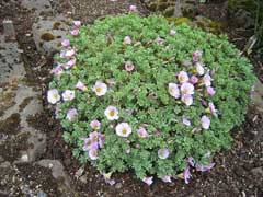 Oxalis enneaphylla Scurvy Grass Oxalis enneaphylla Scurvy Grass