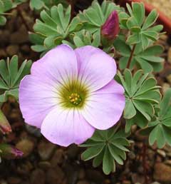 Oxalis enneaphylla Scurvy Grass Oxalis enneaphylla Scurvy Grass