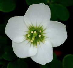 Oxalis magellanica Oxalis magellanica