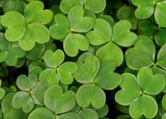 Oxalis magellanica Oxalis magellanica