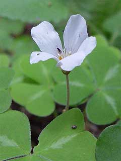 Oxalis oregana Redwood Sorrel Oxalis oregana Redwood Sorrel